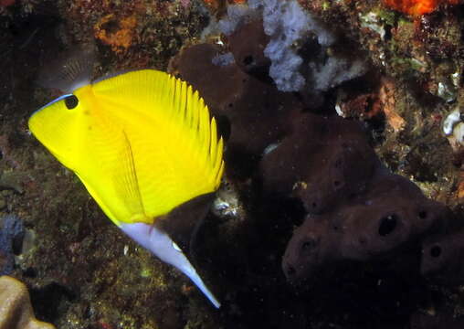 Image of Longnose butterflyfishes