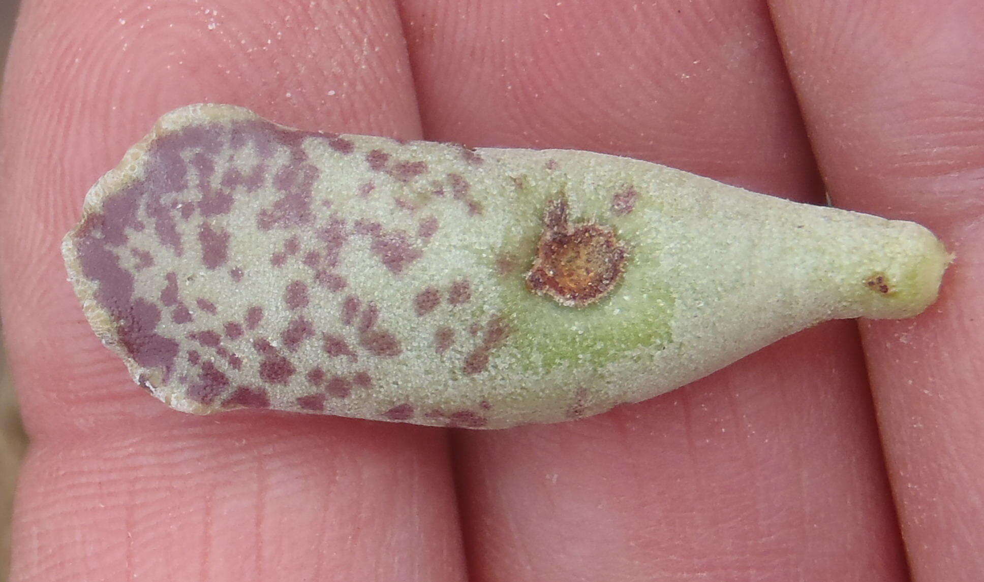 Image of Adromischus cooperi (Bak.) A. Berger