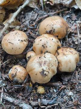 صورة Tricholoma populinum J. E. Lange 1933