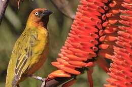 Image of Cape Weaver