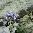 Image of Solanum etuberosum Lindl.