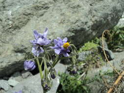 Image of Solanum etuberosum Lindl.