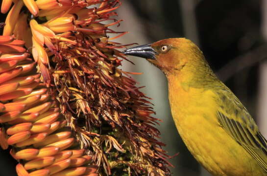 Image of Cape Weaver