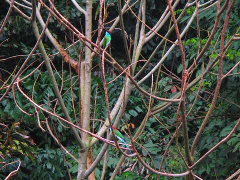 Image of Blue-throated Bee-eater