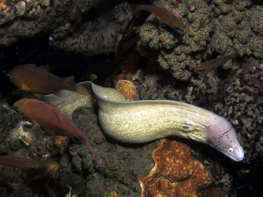 Image of Geometric moray