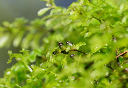 Image of Hymenophyllum cupressiforme Labill.