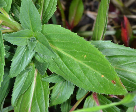 Image of fringed willowherb