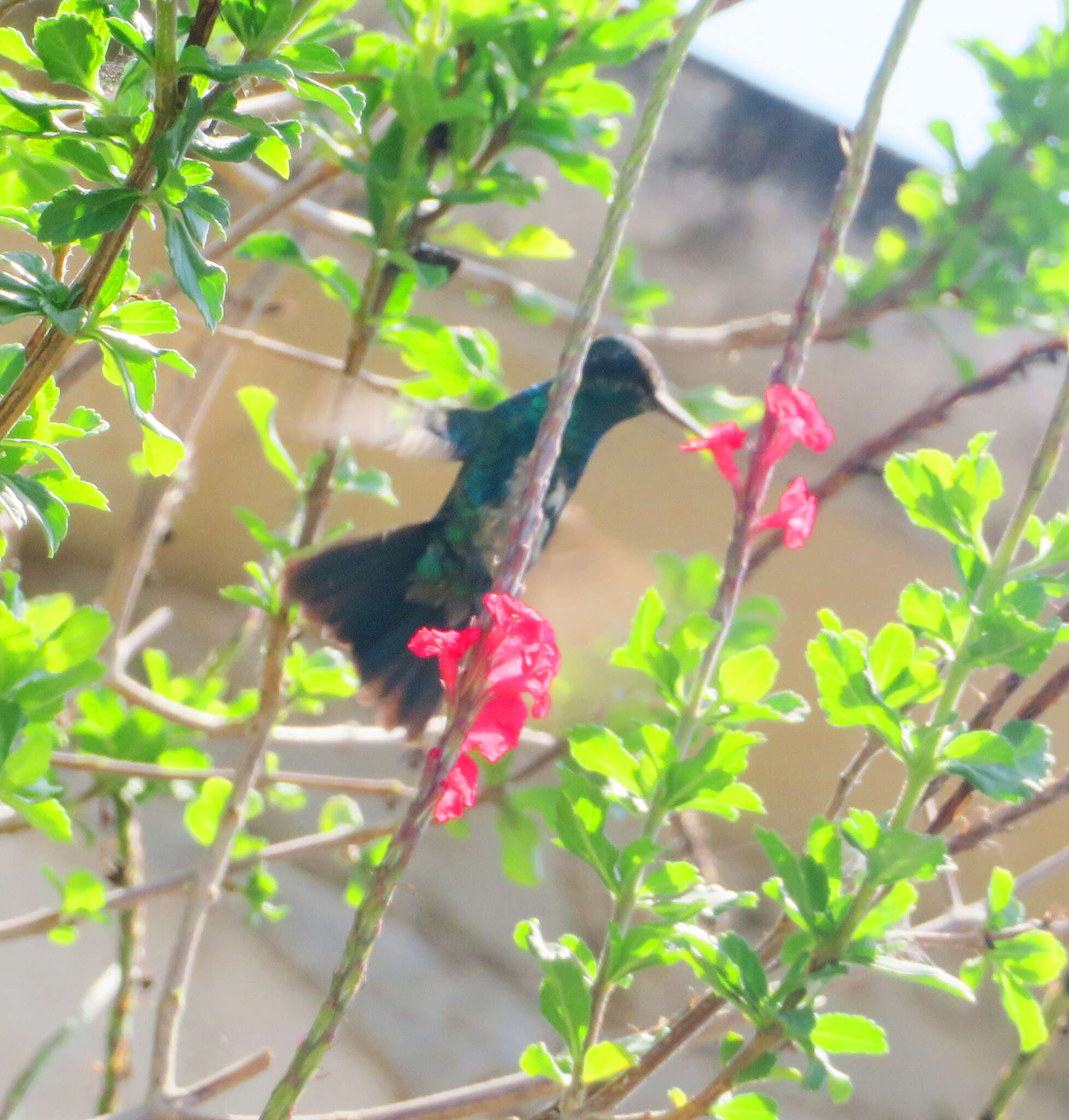 Image of Red-billed Emerald