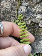 Image of spleenwort