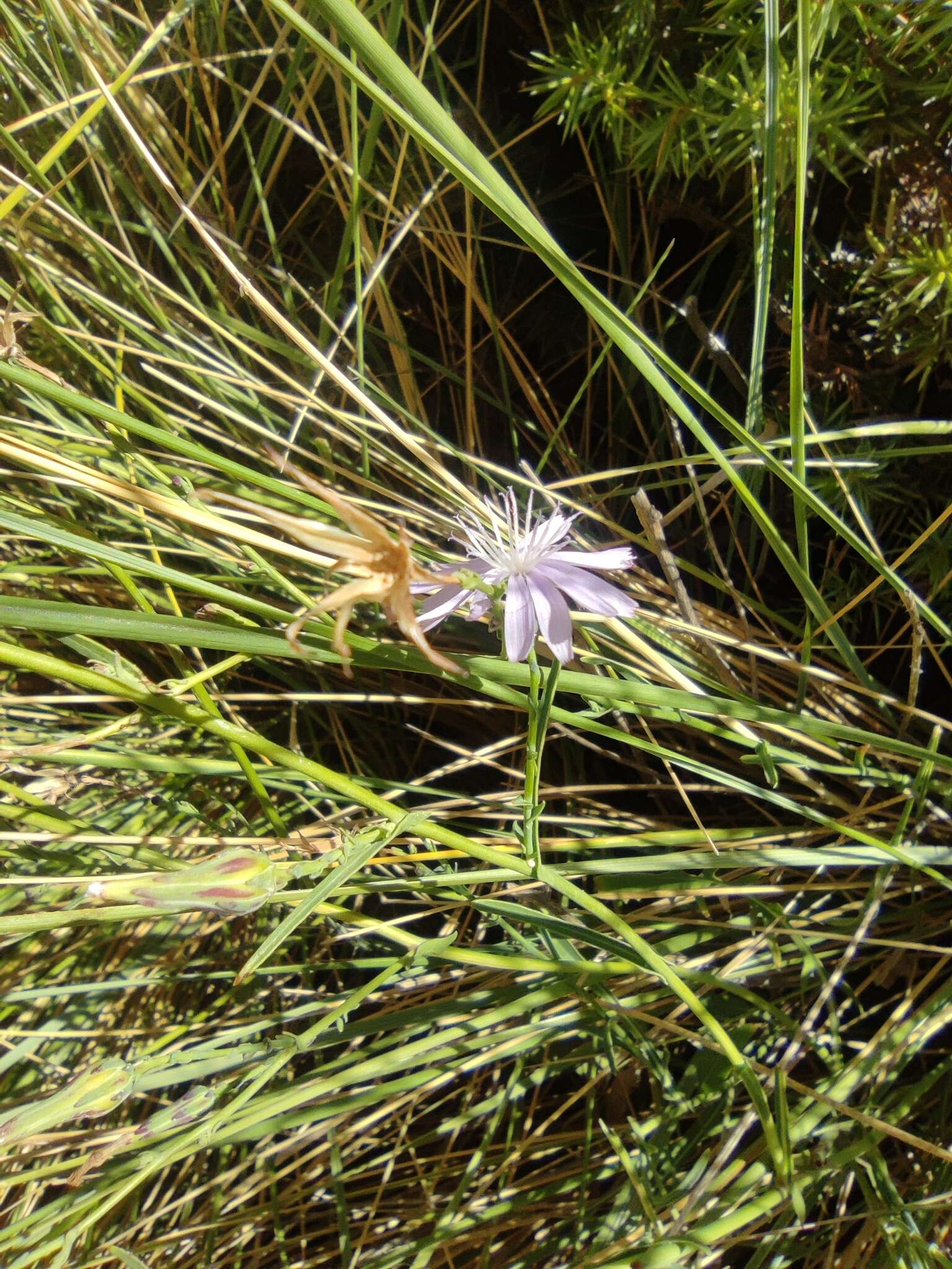 Image of Lactuca tenerrima Pourr.