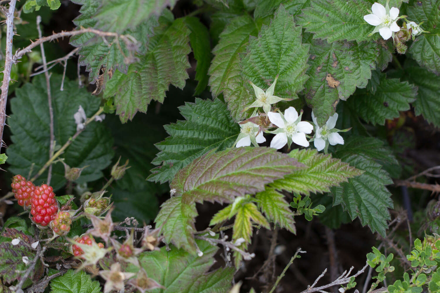 Слика од Rubus ursinus Cham. & Schltdl.