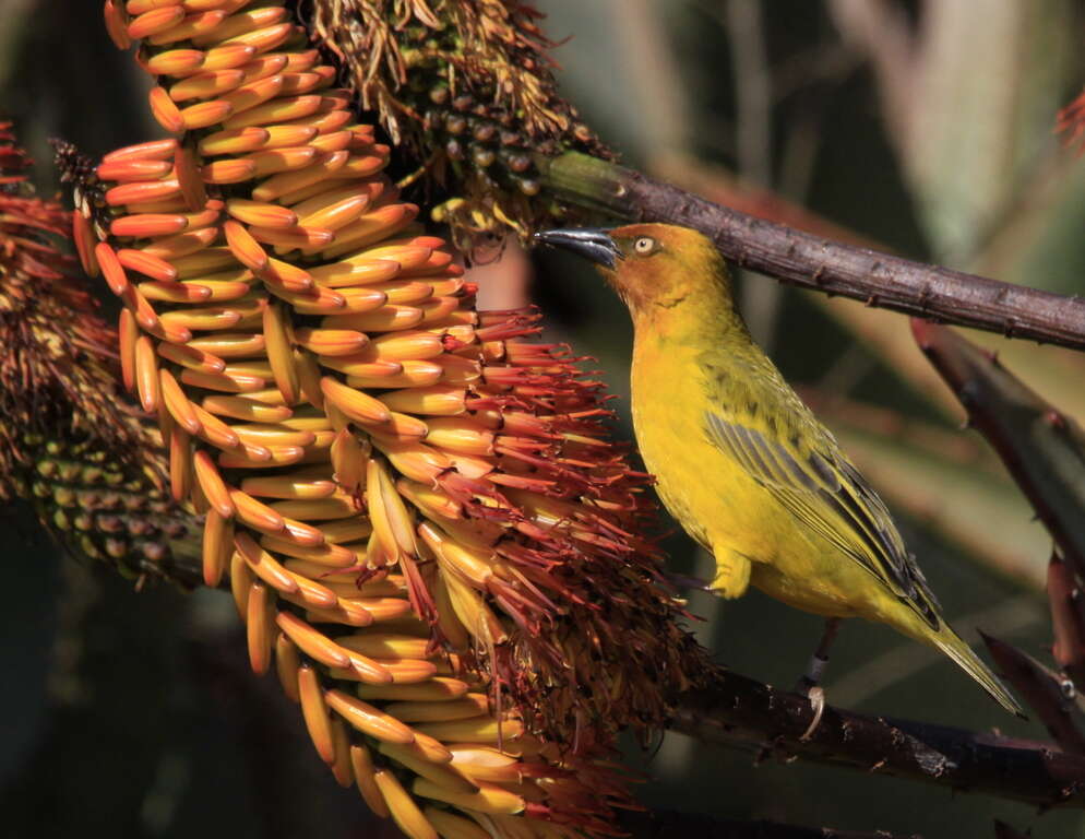 Image of Cape Weaver