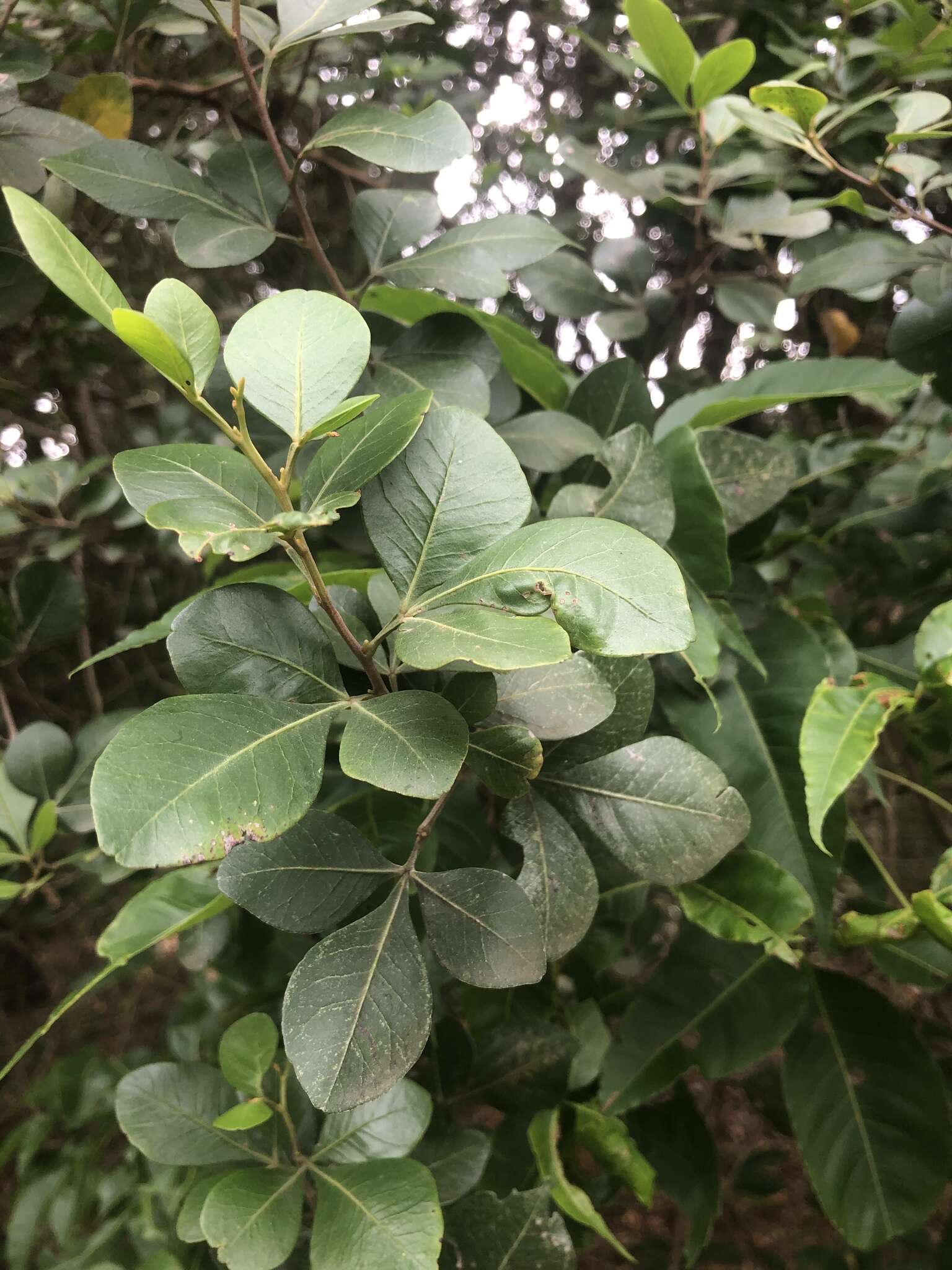 Image of Searsia lucida (L.) F. A. Barkley