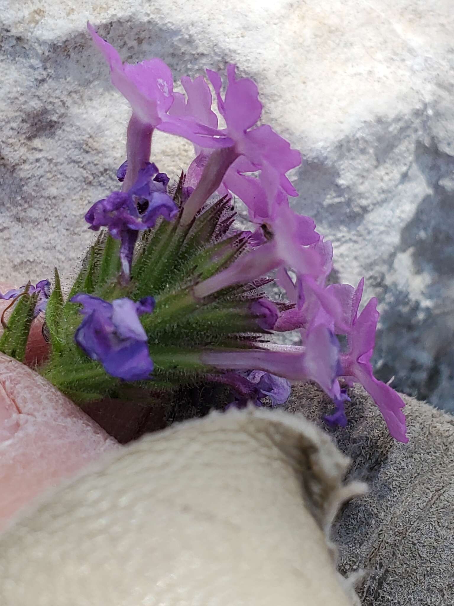 Sivun Glandularia tumidula (L. M. Perry) Umber kuva