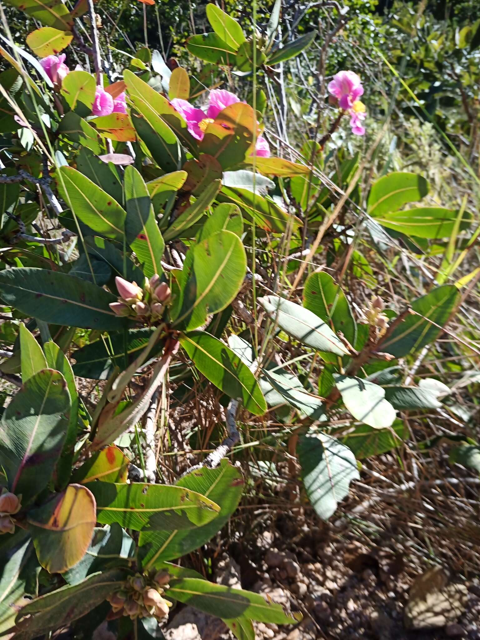 Image of Kielmeyera rubriflora Cambess.