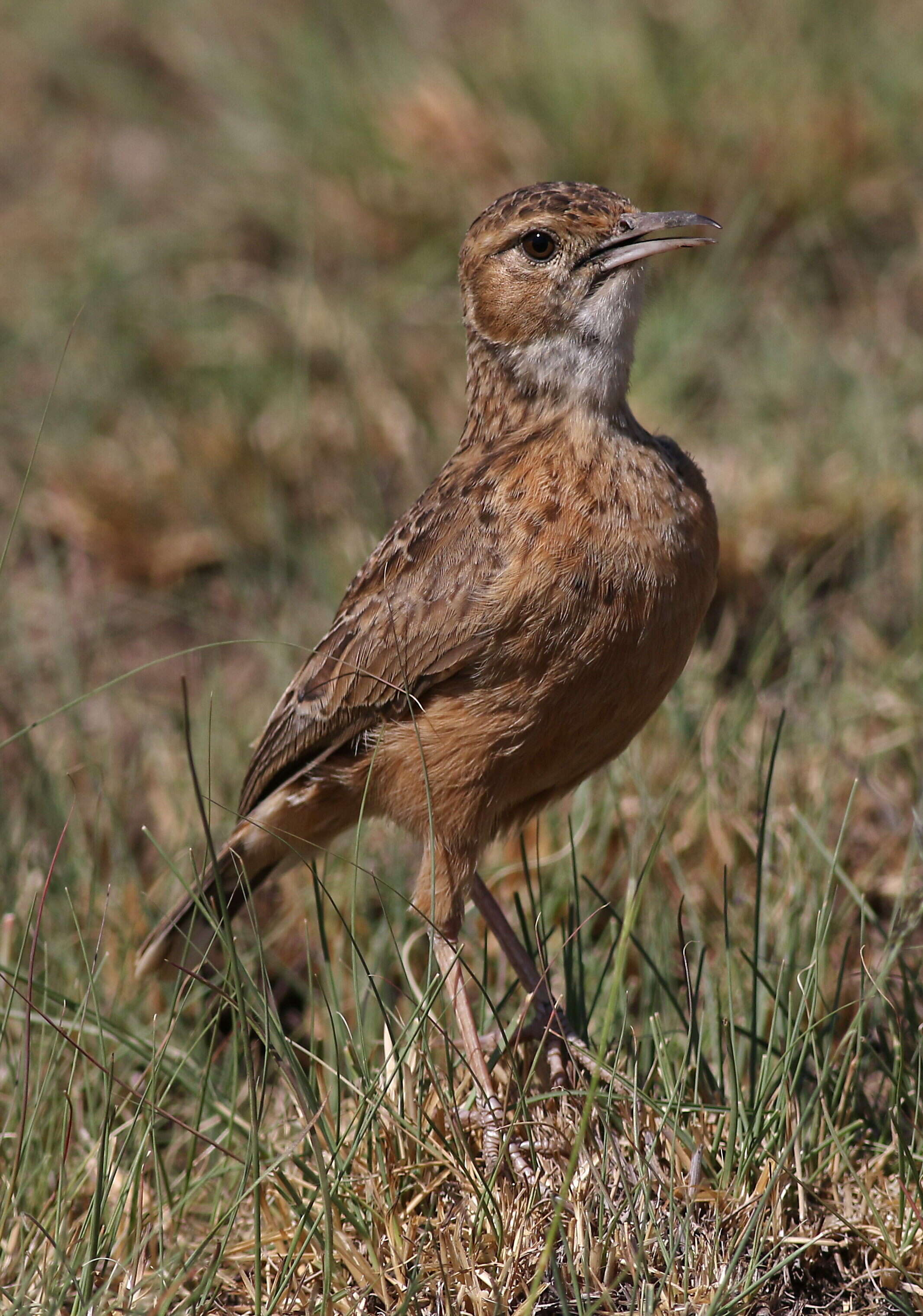 Imagem de Chersomanes Cabanis 1851