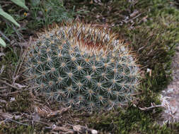 Image of Mammillaria wiesingeri Boed.