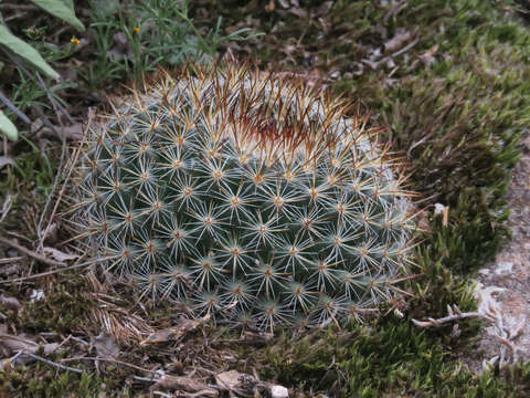 Mammillaria wiesingeri Boed.的圖片