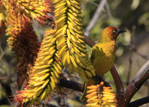 Image of Cape Weaver