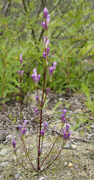 Image of fourpart dwarf gentian