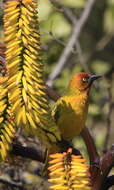 Image of Cape Weaver