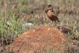 Imagem de Chersomanes Cabanis 1851