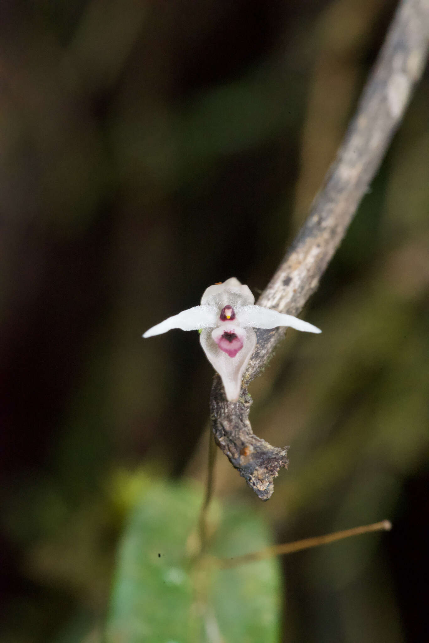 Image of Pleurothallis eumecocaulon Schltr.