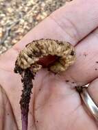 Image of Ophiocordyceps ravenelii (Berk. & M. A. Curtis) G. H. Sung, J. M. Sung, Hywel-Jones & Spatafora 2007