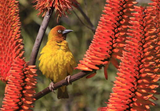 Image of Cape Weaver