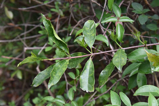 Слика од Strophanthus divaricatus (Lour.) Hook. & Arnott