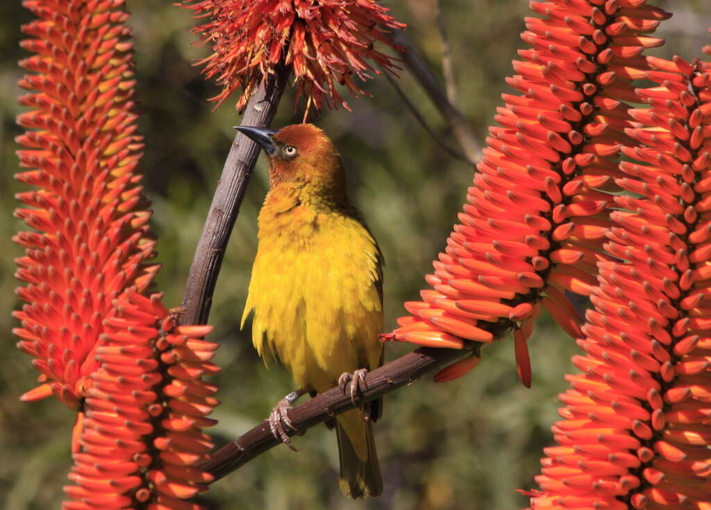 Image of Cape Weaver