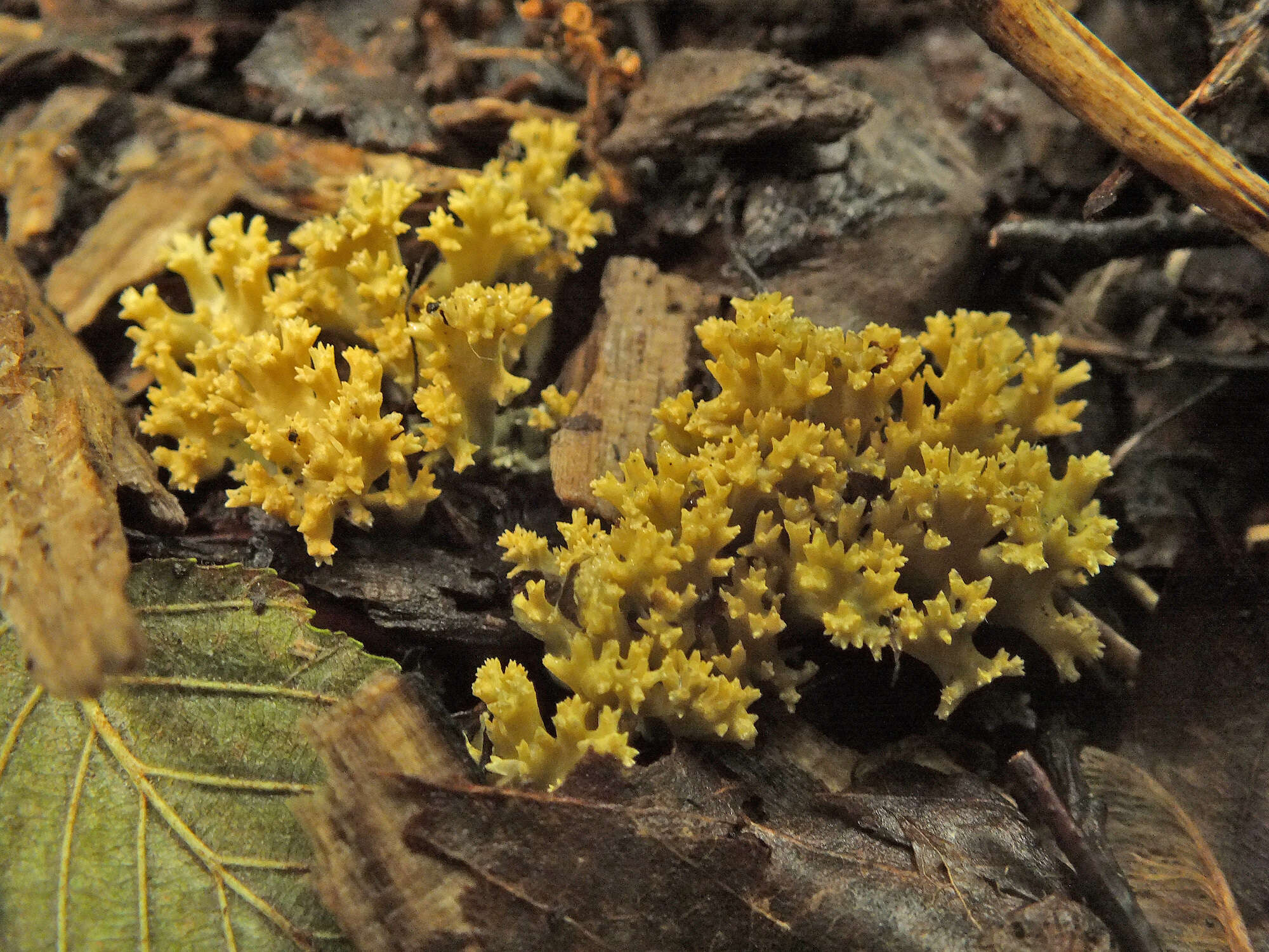 Phaeoclavulina echinovirens (Corner, K. S. Thind & Dev) Giachini 2011 resmi