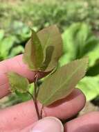 Image of Allegheny Serviceberry