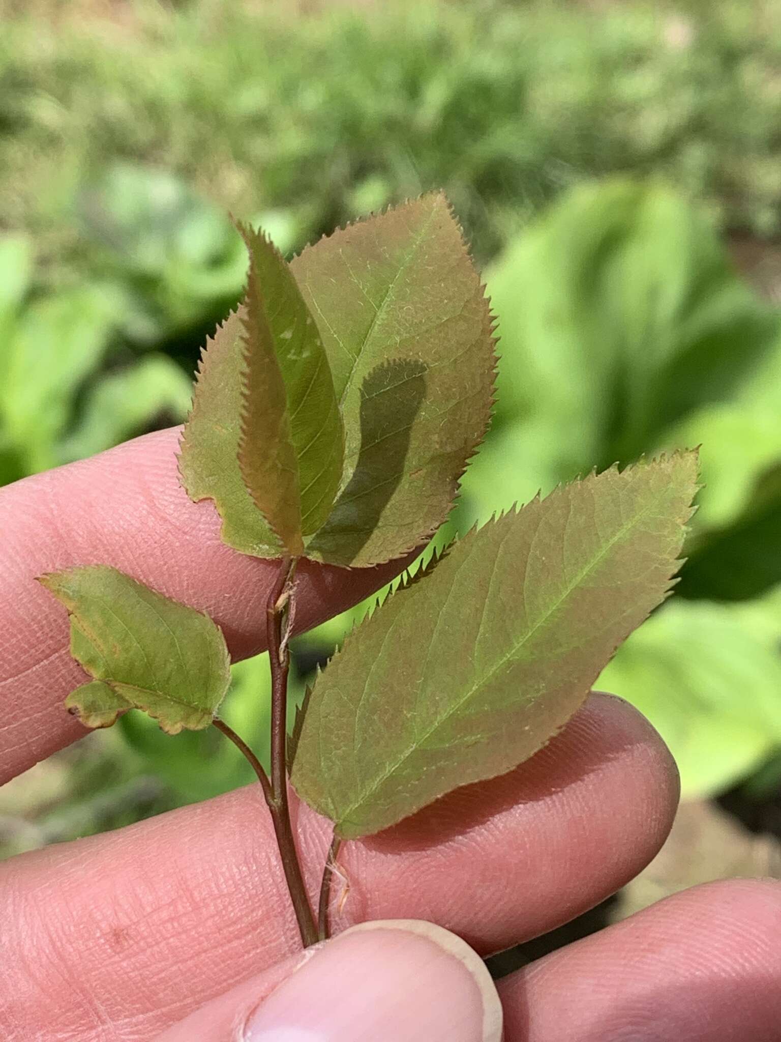 Image of Allegheny Serviceberry