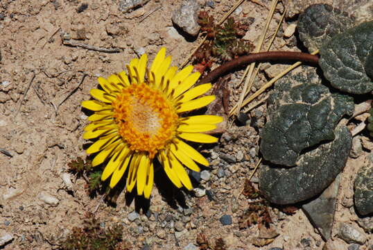 Image of Trichocline cineraria (D. Don) Hook. & Arn.