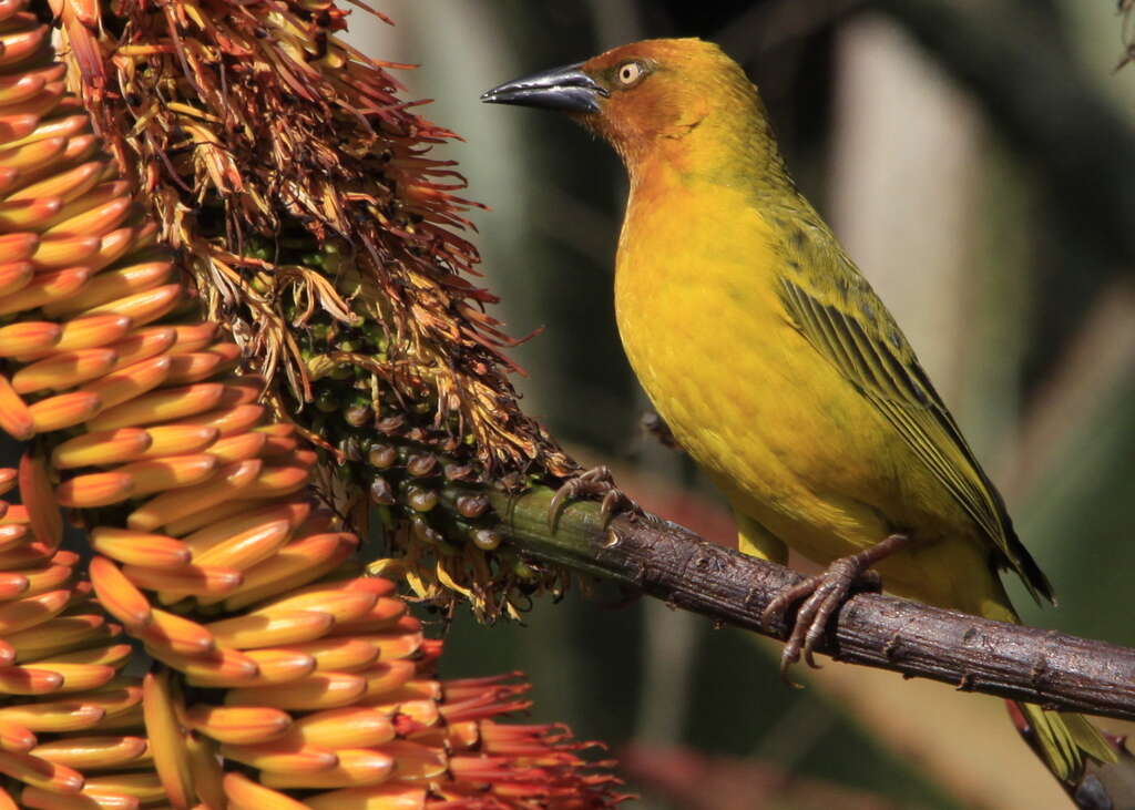 Image of Cape Weaver