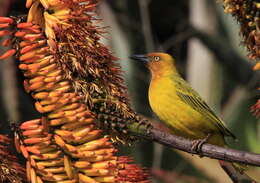 Image of Cape Weaver