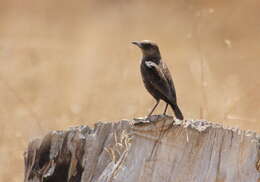 Image of Ant-eating Chat