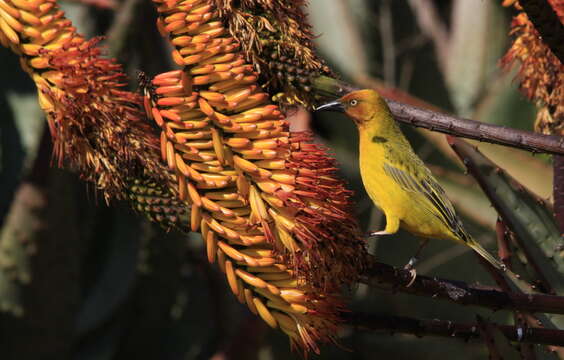 Image of Cape Weaver