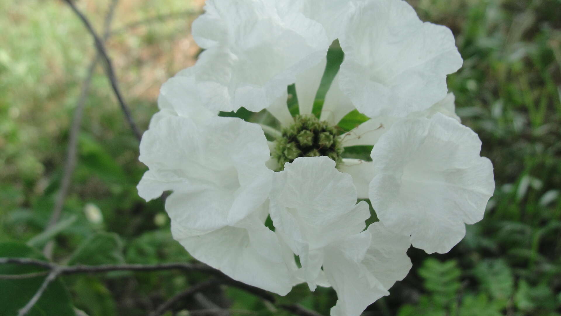 Image of Varronia leucocephala (Moric.) J. S. Mill.