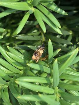 Image of red-barred tortrix