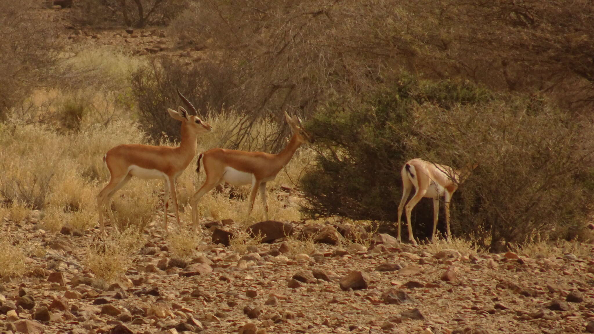 Image of Dorcas Gazelle