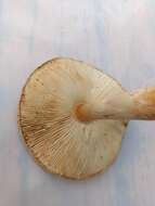 Image of Lepiota ochraceofulva P. D. Orton 1960