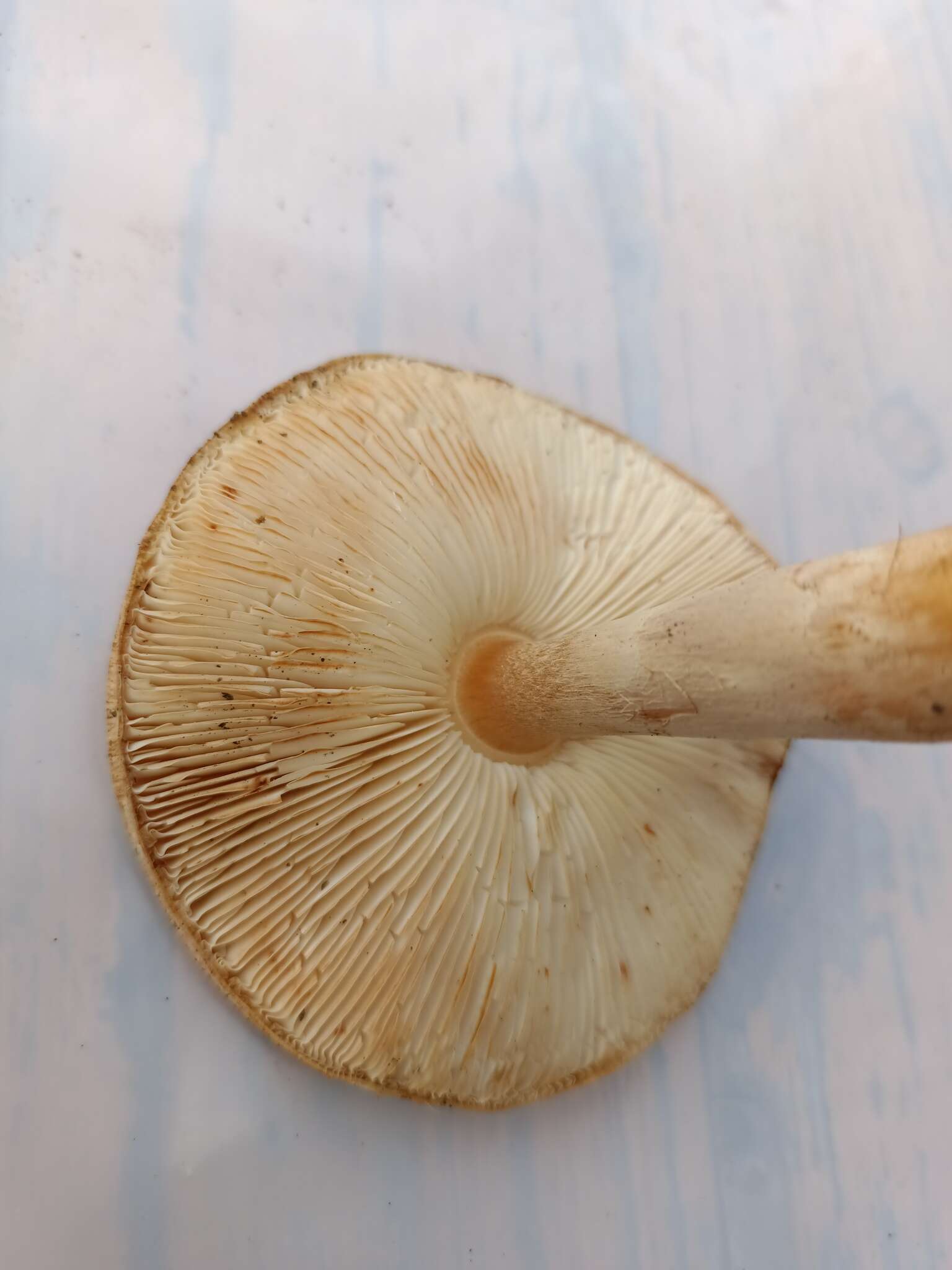 Image of Lepiota ochraceofulva P. D. Orton 1960