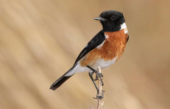 Image of African Stonechat