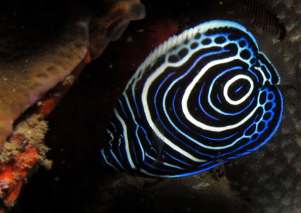 Image of Angelfish