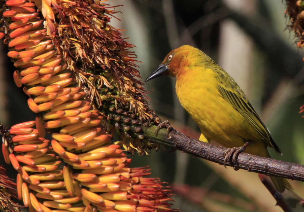 Image of Cape Weaver