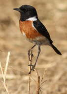 Image of African Stonechat