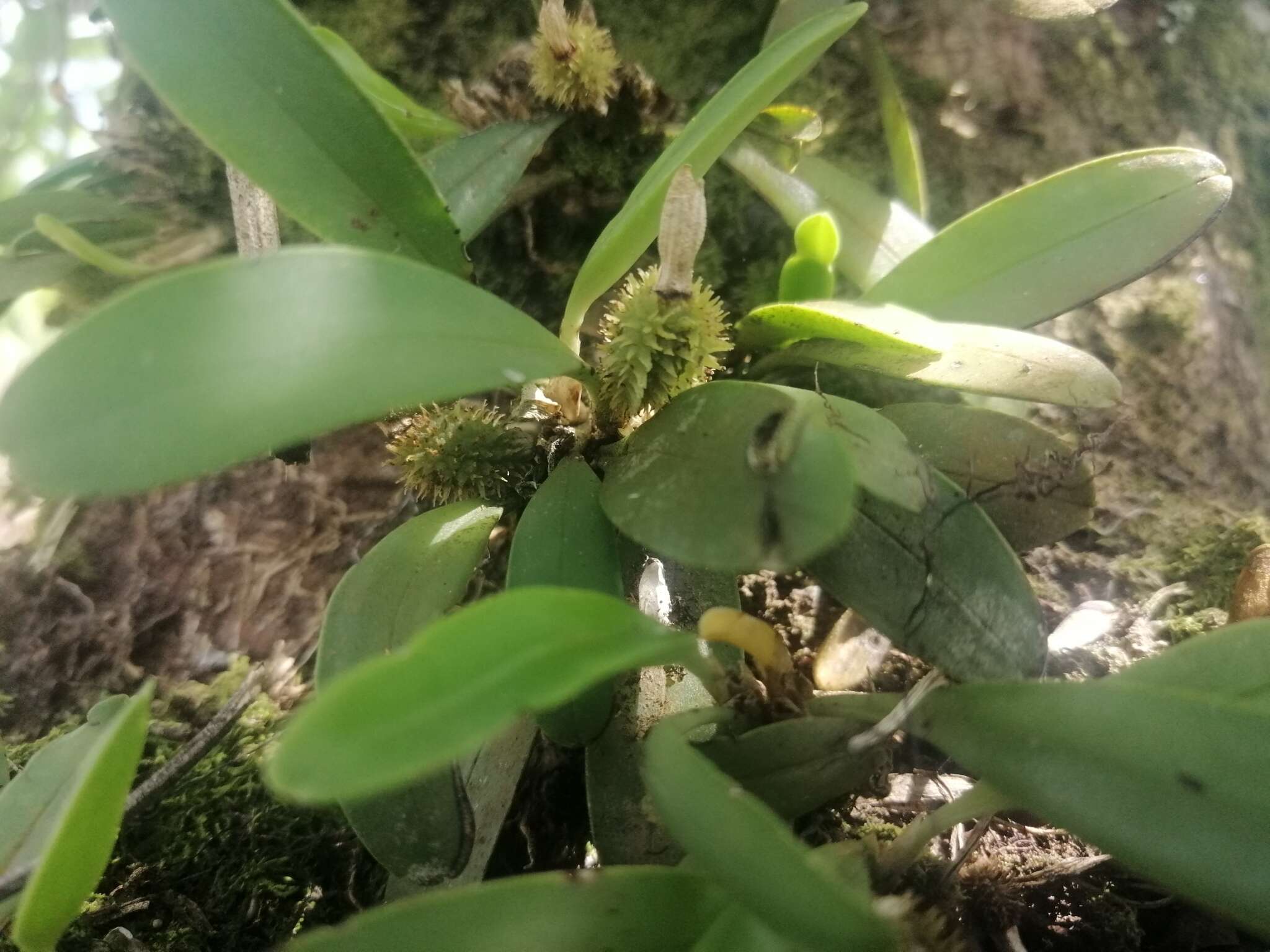 Image of Specklinia tribuloides (Sw.) Pridgeon & M. W. Chase