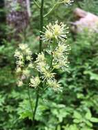 Image de Actaea laciniata (S. Wats.) J. Compton